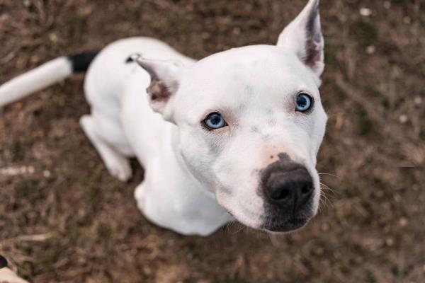 /Images/uploads/Louies Legacy Animal Rescue/cutest-rescue-pet-2023/entries/28065thumb.jpg